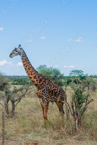 wild giraffe in Serengeti National Park in the heart of Africa © David