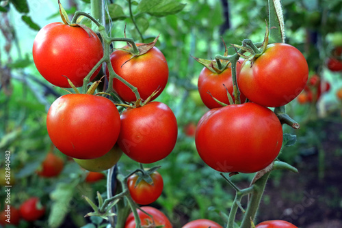 Beautiful Bunch of red tomato