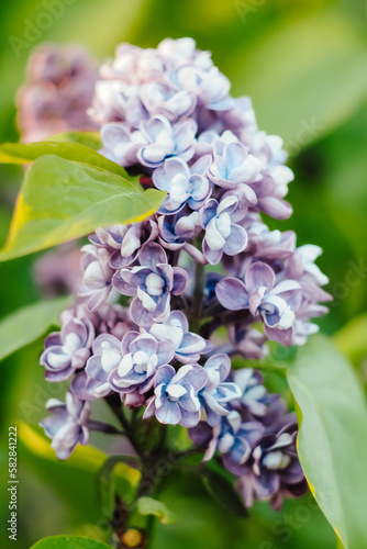 Spring in nature, blooming flowers, pink and purple lilacs in the park