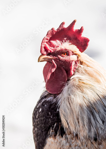 Cock close-up on a light background. The year of the Rooster. photo