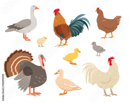 Poultry or domestic birds isolated on white background. Set of farm birds in different poses and colors. Hen, turkey, goose, duck, rooster and chickens. Vector flat or cartoon illustration.