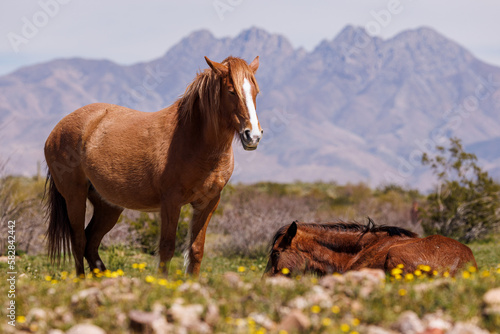 horse in the meadow with 4 Peak Mountains in background