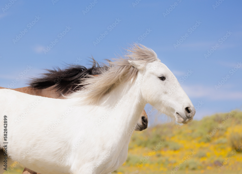 white horse on the meadow running mane flowing