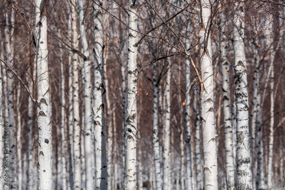 Background of birch trunks, wood texture. Birch grove in early spring in Moscow at the Cathedral of Christ the Savior.