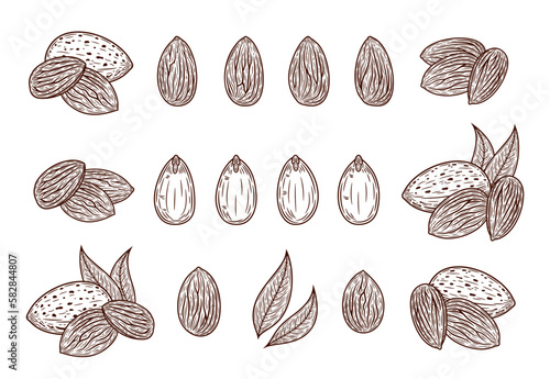 Vector almond hand-drawn illustrations, almond seeds, shells and leaves