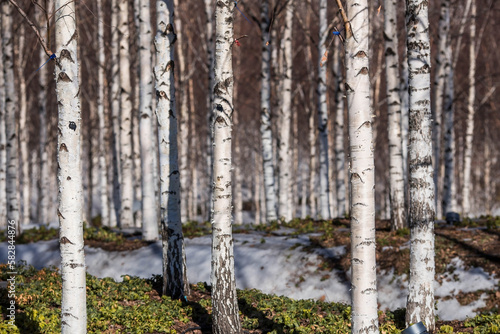 Fototapeta Naklejka Na Ścianę i Meble -  Background of birch trunks, wood texture. Birch grove in early spring in Moscow at the Cathedral of Christ the Savior.