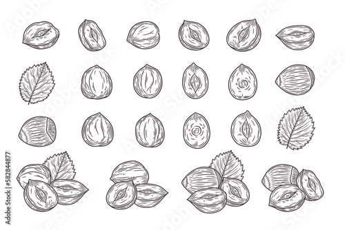 Vector hazelnut hand-drawn illustrations, hazelnut seeds, shells and leaves