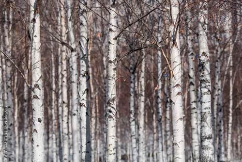 Background of birch trunks  wood texture. Birch grove in early spring in Moscow at the Cathedral of Christ the Savior.