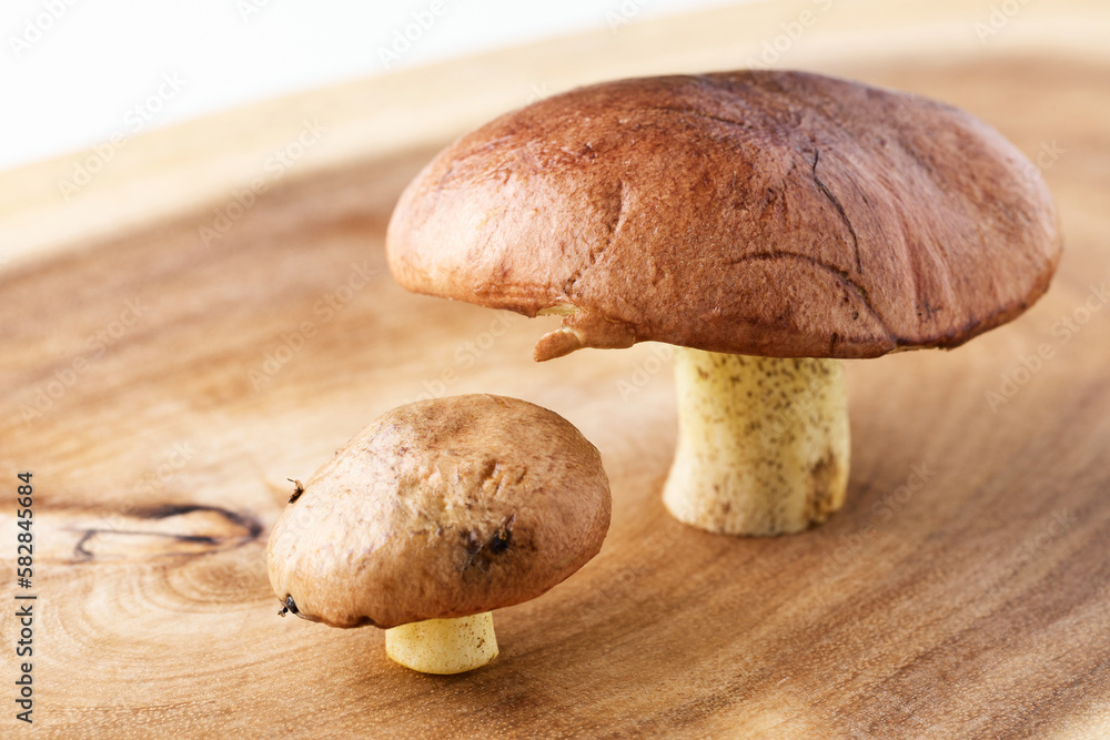 butter mushrooms are fresh just from the forest butter mushrooms are fresh just from the forest