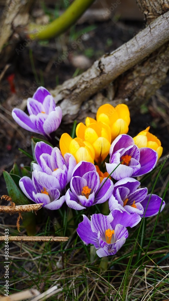 Wiosna wiosenne kwiaty w ogrodzie krokusy polska - obrazy, fototapety, plakaty 