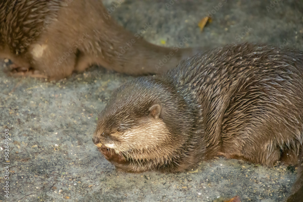 Nice specimen of otter taken in a large zoological garden Nice specimen of otter taken in a large zoological garden