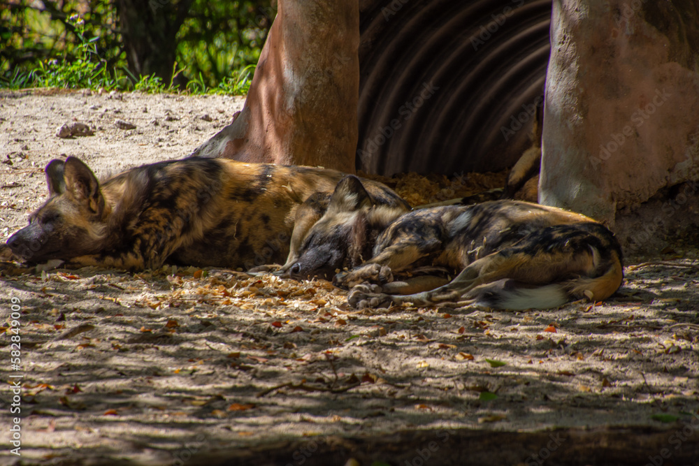 Nice specimen of hyena taken in a large zoological garden Nice specimen of hyena taken in a large zoological garden