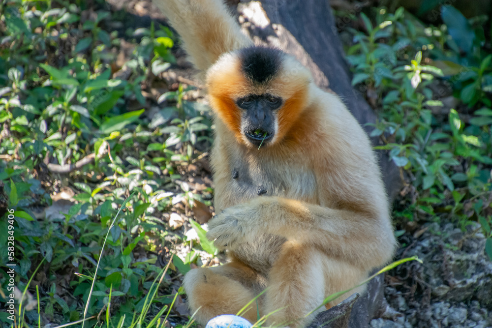 Nice specimen of monkey taken in a large zoological garden Nice specimen of monkey taken in a large zoological garden