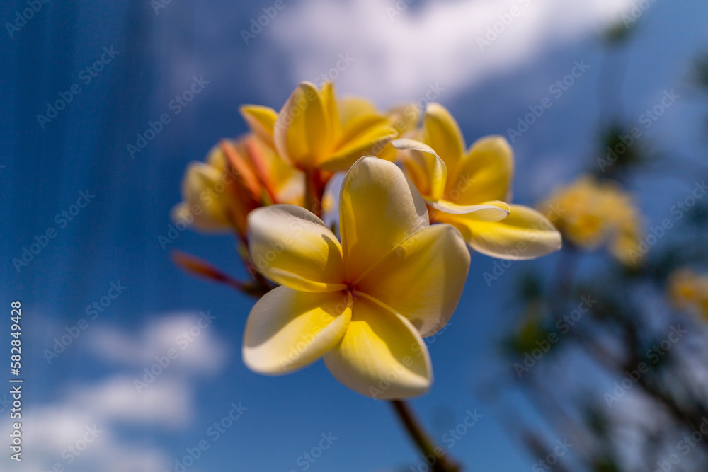 Obraz premium yellow flower on sky