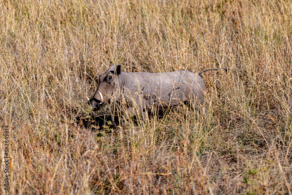 Wild pumba in Serengeti National Park Wild pumba in Serengeti National Park