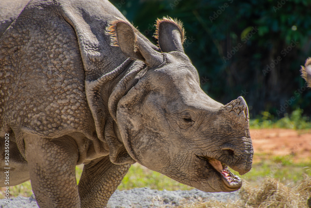 Fototapeta premium Nice specimen of rhinoceros taken in a large zoological garden