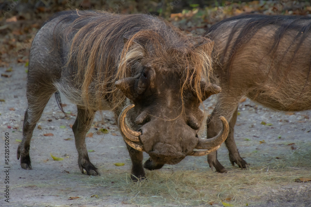 Fototapeta premium Nice specimen of wild boar taken in a large zoological garden