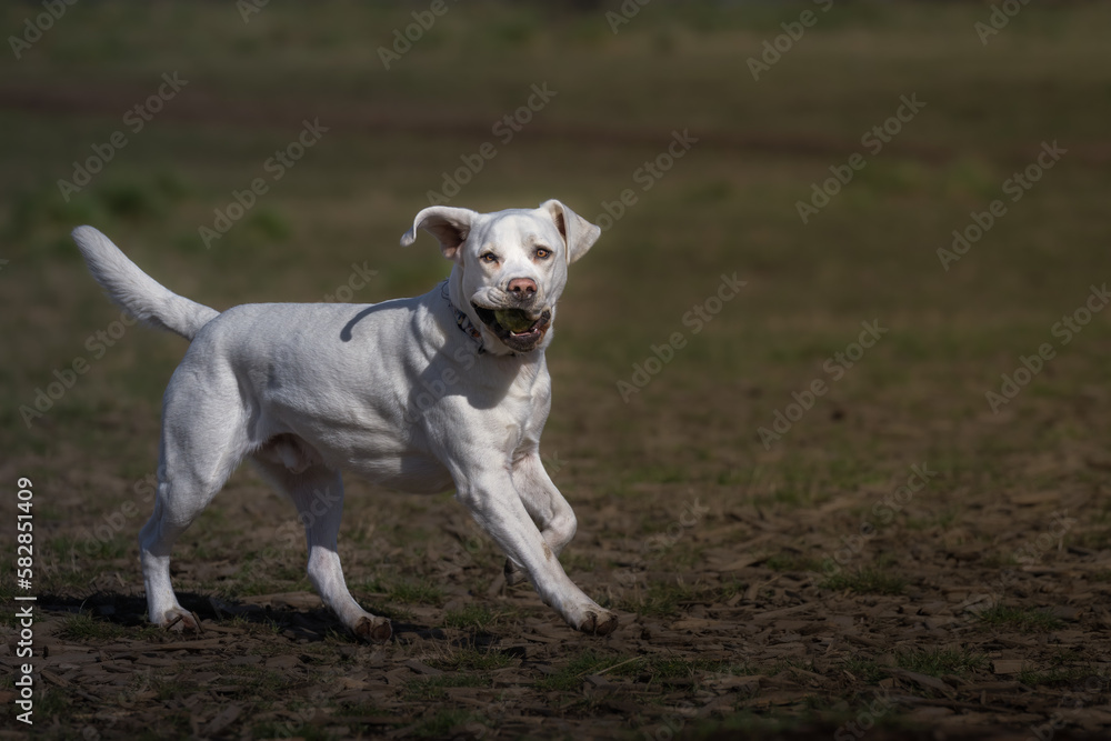 2023-03-14 A WHITE LABRADOR RETRIEVER RUNNING ACROSS A FIELD WITH A BALL IN IT SMOUTH EARS UP AND A BLURRY BACKGROUND