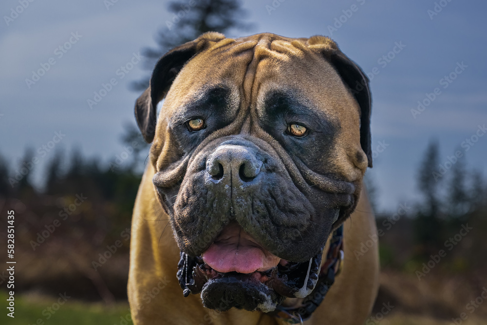 2023-03-17 CLOSE UP OF A LARGE BULLMASTIFF WITH NICE EYES AND A BLURRY BACKGROUND IN STANWOOD WASHINGTON