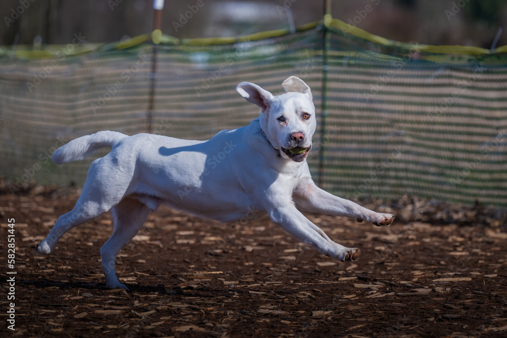 2023-03-14 A WHITE LABRADOR RETRIEVER RUNNING AND JUMPING THROUGH A FIELD AT A OFF LEASH AREA INMARYMOOR PARK IN REDMOND WASHINGTON