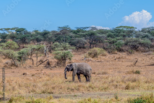 Wild elephant in Serengeti national park