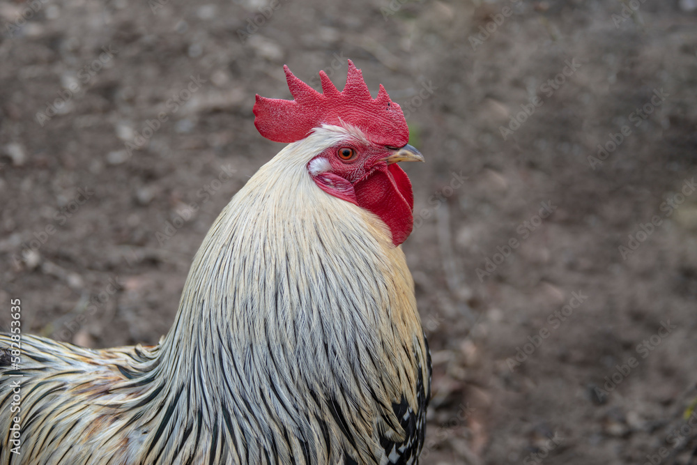 Domestic rooster on farm, close-up, rooster portrait, bird, crest and sharp beak