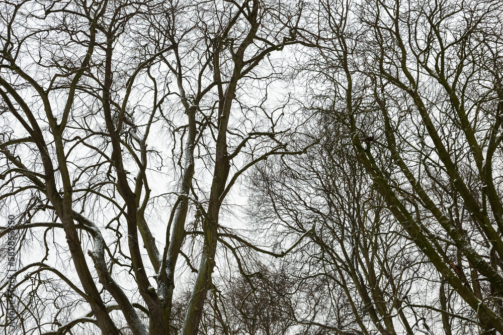 branches against sky branches against sky