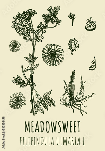 Vector drawings of MEADOWSWEET. Hand drawn illustration. Latin name FILIPENDULA ULMARIA L.

