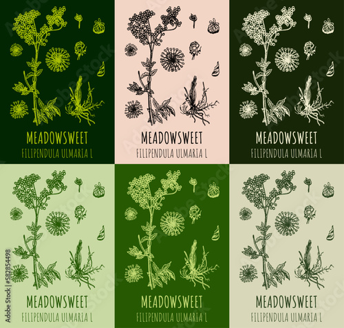Set of vector drawings MEADOWSWEET in different colors. Hand drawn illustration. Latin name FILIPENDULA ULMARIA L.

