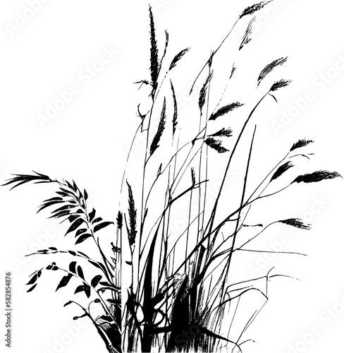 Image of a silhouette reed or bulrush on a white background.Monochrome image of a plant on the shore near a pond.