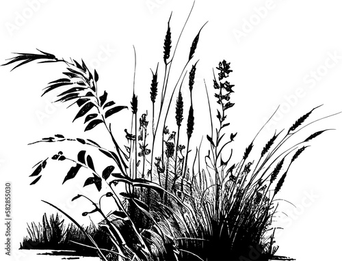 Image of a silhouette reed or bulrush on a white background.Monochrome image of a plant on the shore near a pond.