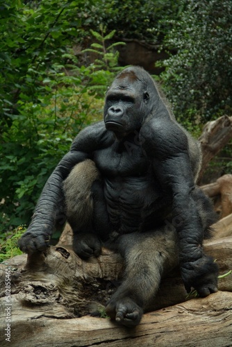 male gorilla rests peacefully on a fallen tree