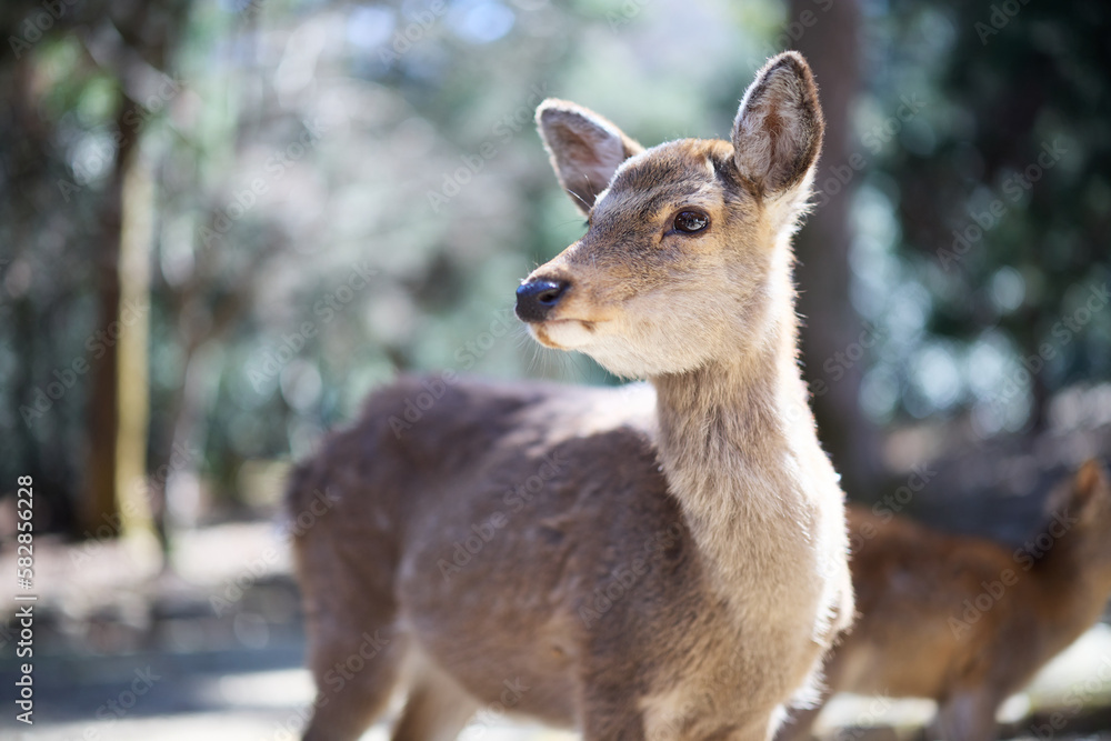 奈良公園の鹿 奈良公園の鹿