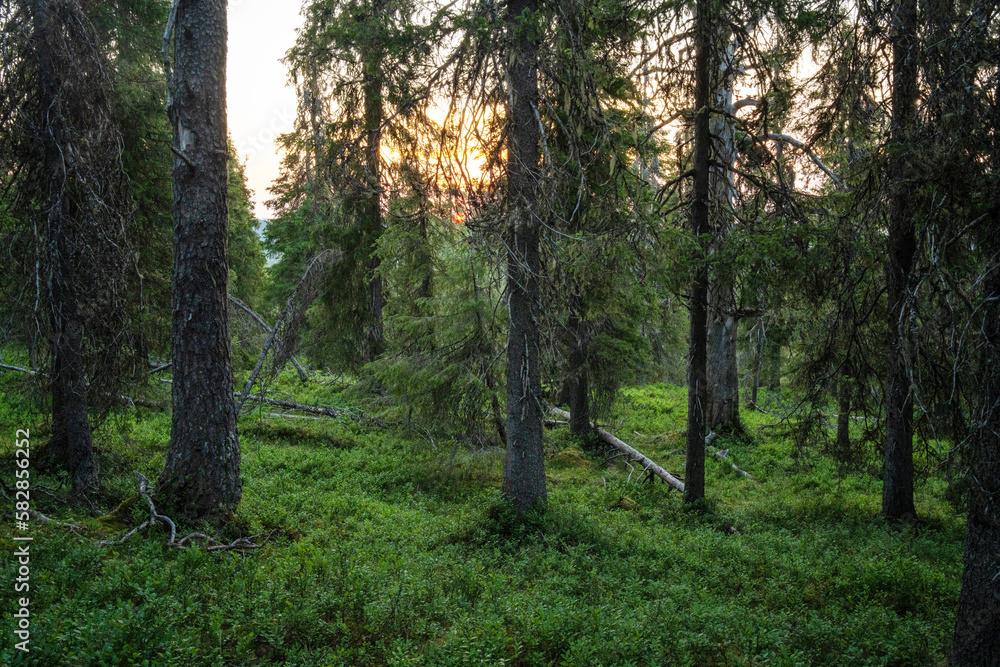 A primeval taiga fores during summery sunrise in Konttainen near Kuusamo, Northern Finland A primeval taiga fores during summery sunrise in Konttainen near Kuusamo, Northern Finland
