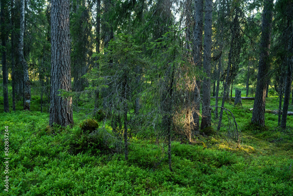 A summery primeval woodland with a lot of deadwood on forest floor in Närängänvaara near Kuusamo, Northern Finland	