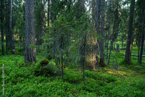 Fototapeta Naklejka Na Ścianę i Meble -  A summery primeval woodland with a lot of deadwood on forest floor in Närängänvaara near Kuusamo, Northern Finland	
