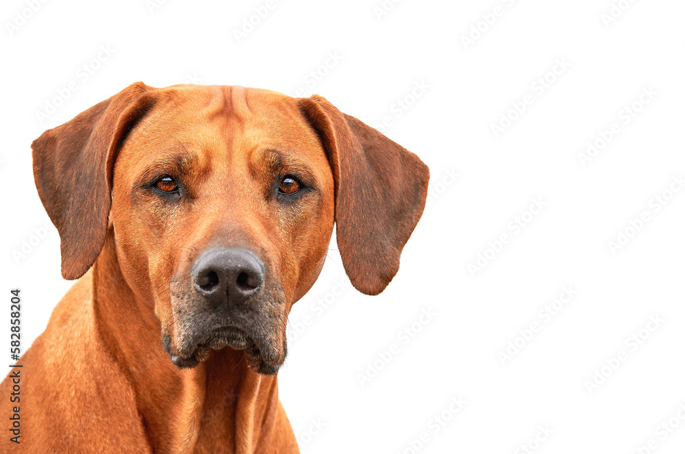 Close up Rhodesian ridgeback dog portrait isolated on white background with copy space Close up Rhodesian ridgeback dog portrait isolated on white background with copy space