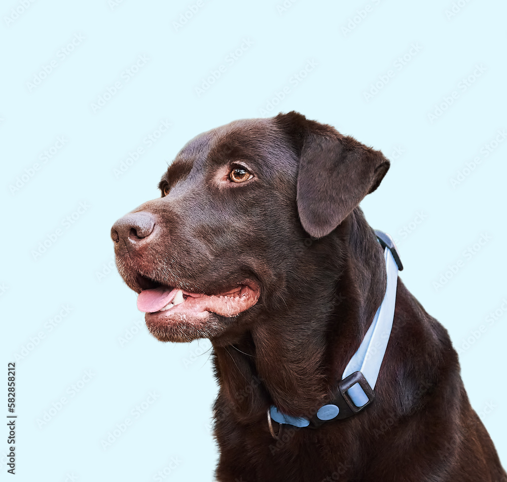 Brown Labrador retriever close up portrait isolated on blue background Brown Labrador retriever close up portrait isolated on blue background