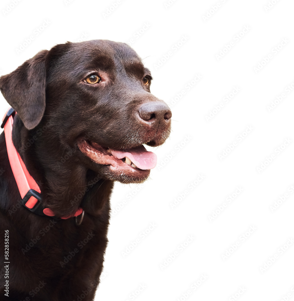 Brown Labrador retriever in pink collar isolated on white 