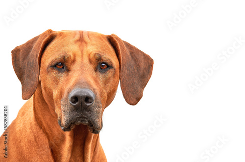 Close up Rhodesian ridgeback dog portrait isolated on white background with copy space