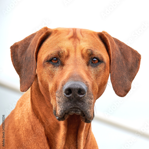 Rhodesian ridgeback dog portrait outdoors Close up