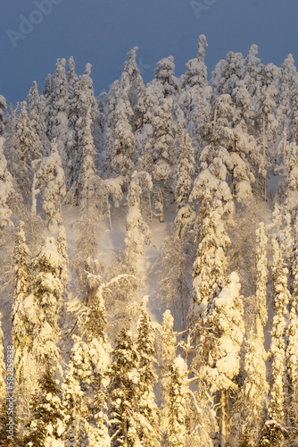 Beautiful golden light on snowy and frosty trees on a hillside in Valtavaara near Kuusamo, Northern Finland