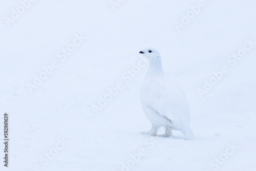 Willow ptarmigan standing on snow on a winter day near Kuusamo, Northern Finland	
