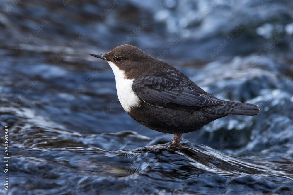 Close-up of a White-throated dipper, Cinclus cinclus standing on a rock in the middle of rapids near Kuusamo, Northern Finland Close-up of a White-throated dipper, Cinclus cinclus standing on a rock in the middle of rapids near Kuusamo, Northern Finland