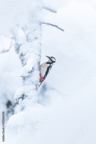 Great spotted woodpecker searching for food on a snow and frost covered tree trunk in Valtavaara forest near Kuusamo, Northern Finland