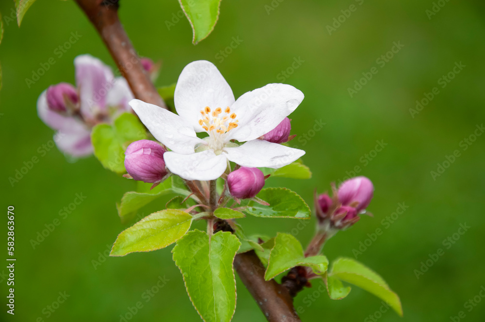 Blooming fruit tree. Pink Cherry Blossom flower on a warm spring day Blooming fruit tree. Pink Cherry Blossom flower on a warm spring day