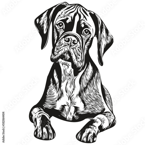 Boxer dog vector illustration, hand drawn line art pets logo black and white