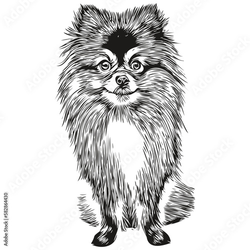 Pomeranian spitz dog logo hand drawn line art vector drawing black and white pets illustration