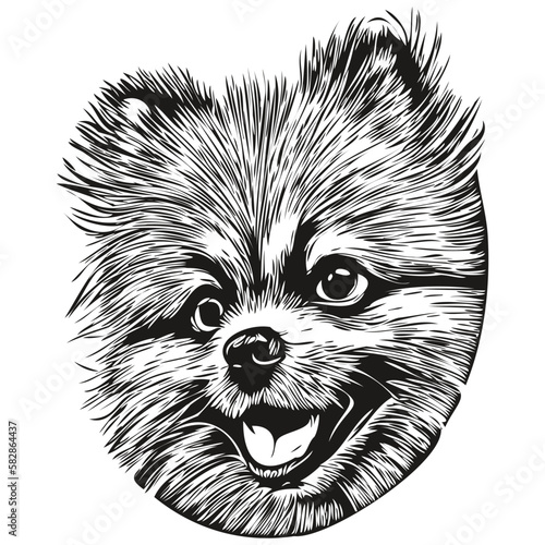 Pomeranian spitz dog vector illustration, hand drawn line art pets logo black and white
