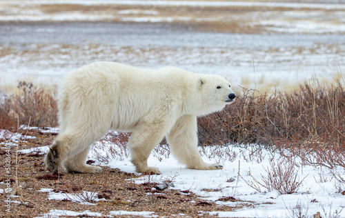 Polar Bear in Hudson Bay near the Nelson River